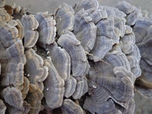 Chiết xuất coriolus versicolor