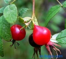 Rose Hip bột