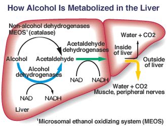 how acohol break down in the liver how acohol break down in the liver