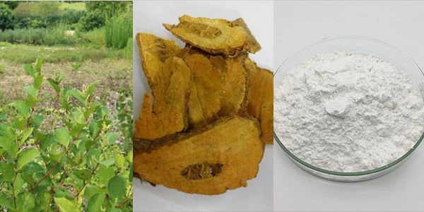 Resveratrol from giant knot weed Resveratrol from giant knot weed
