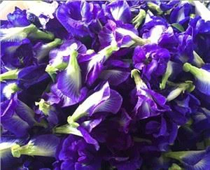 Bướm đậu hoa bột