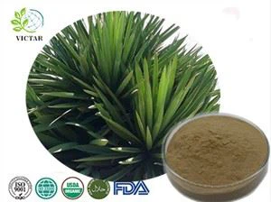 Chiết xuất Yucca